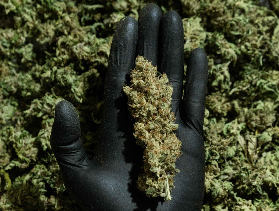 Variedades de cannabis, quimiotipos y cultivares