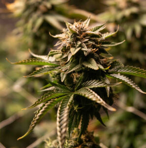 Genética de Cannabis Matrona, ampliada