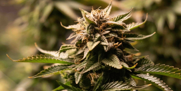 Genéticas de cannabis: detalle de Matrona