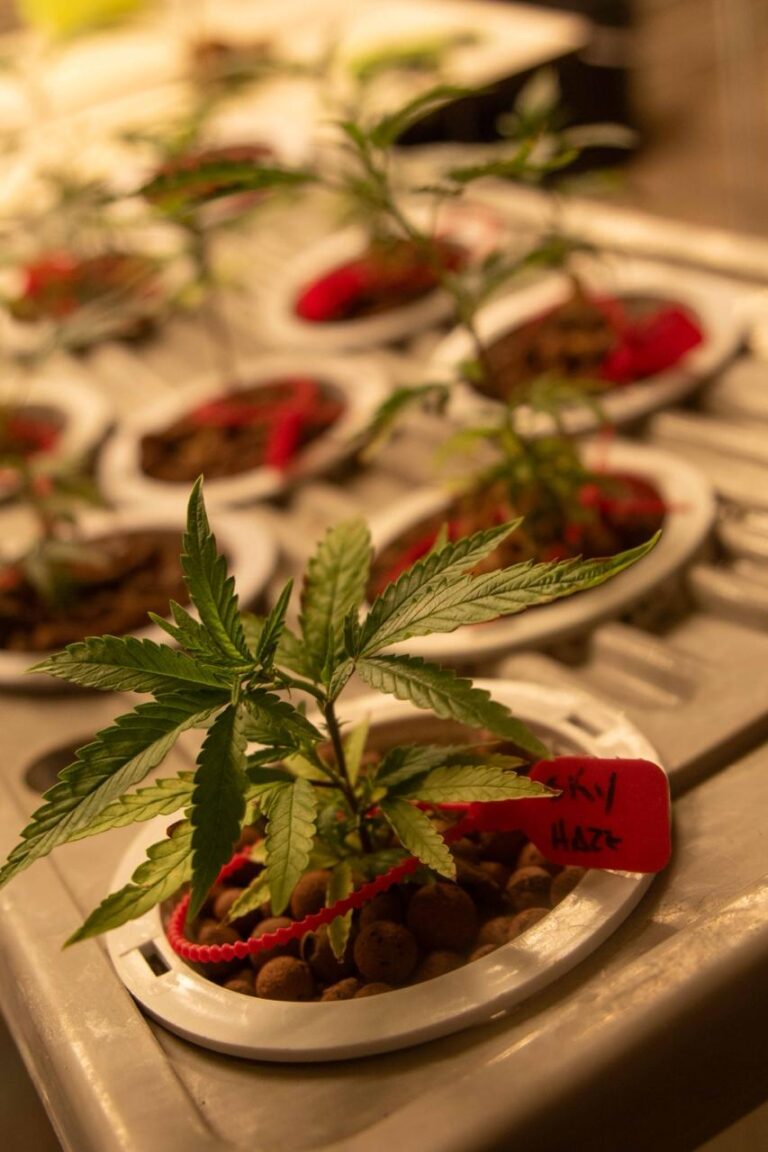 LA imagen muestra esquejes realizados en club 4 almas