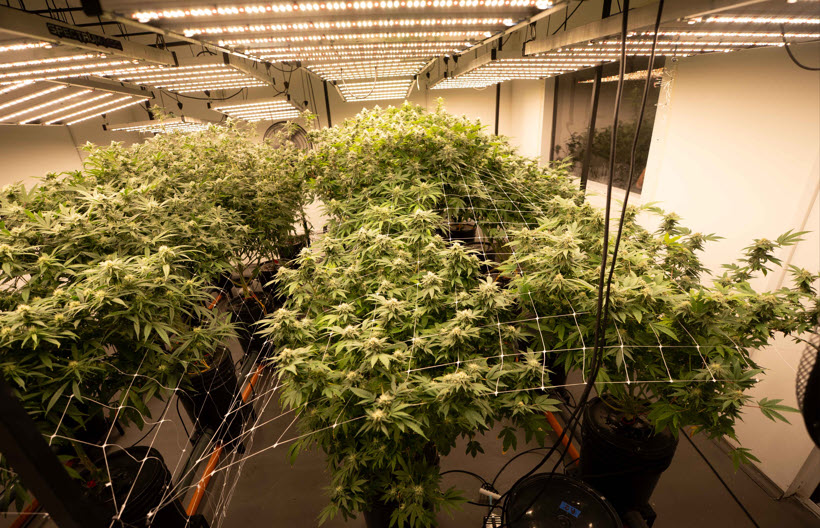 La industria internacional del cannabis