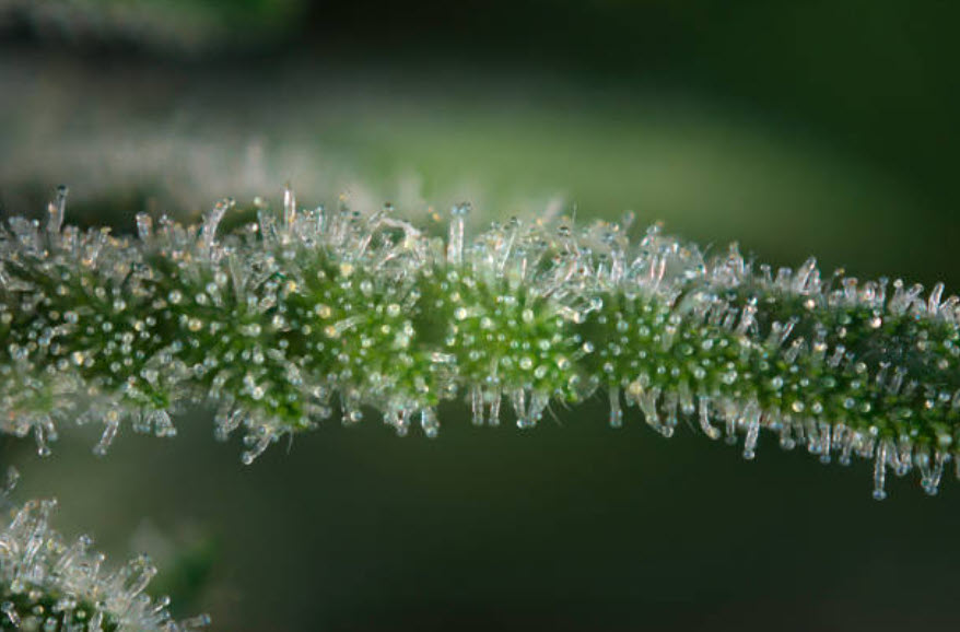 Terpenos en detalle.